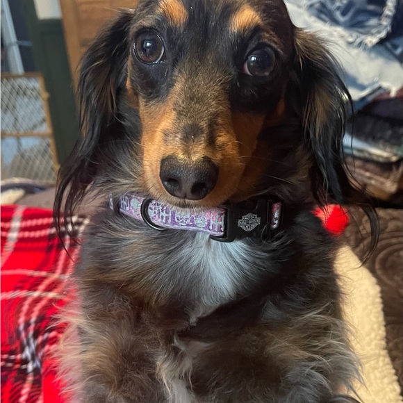 Meet the Posher - Picture 6 of 6